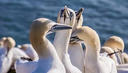 2025年TGA年度游戏：《克莱尔·奥伯库尔：远征33》