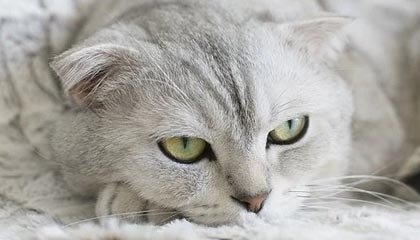 速通慈善活动 Awesome Games Done Quick 2024 为癌症研究筹集了超过 240 万美元