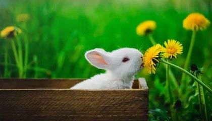 速通慈善活动 Awesome Games Done Quick 2024 为癌症研究筹集了超过 240 万美元